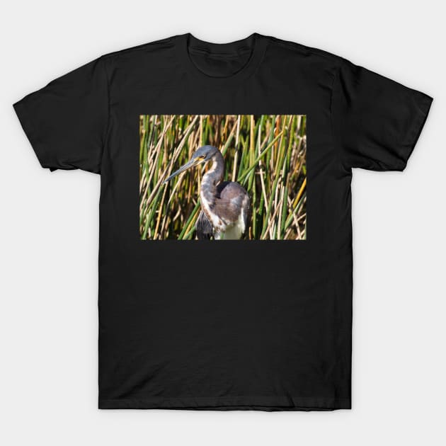 Tricolored Heron in Florida Wetlands T-Shirt by jillnightingale